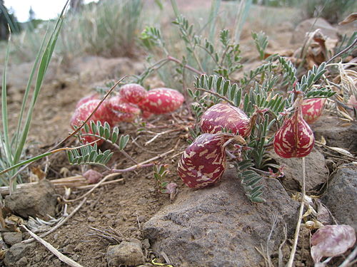 Astragalus whitneyi